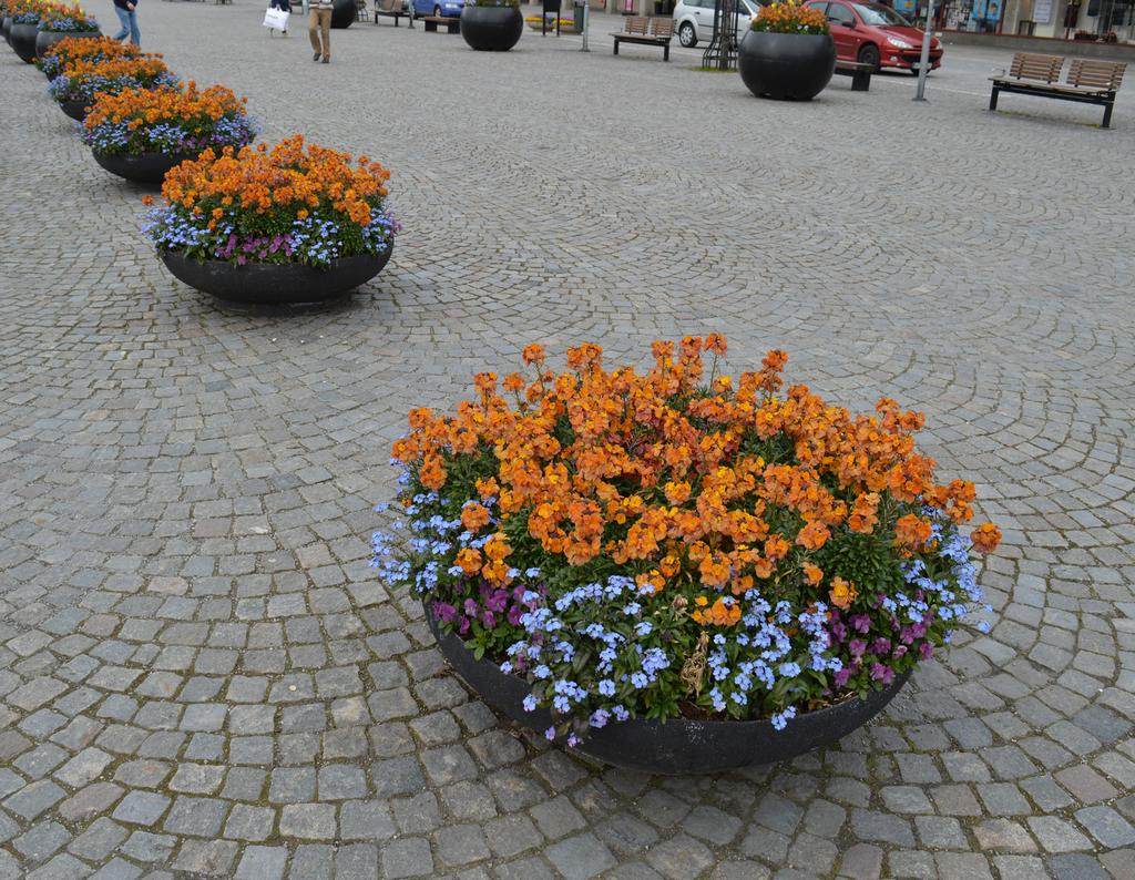 Erysimum POEM Mandarin gyllenlack, gulrosa Erysimum Winter Party