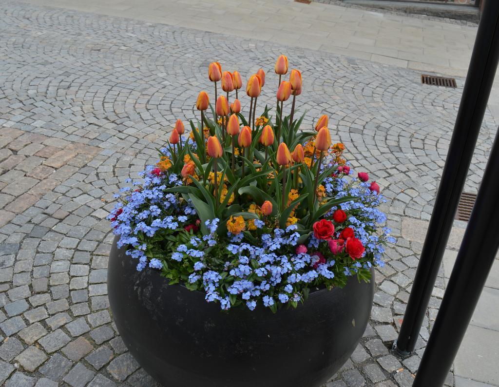 Erysimum POEM Mandarin gyllenlack, gulrosa Ranunculus Rebecca Rose Shades