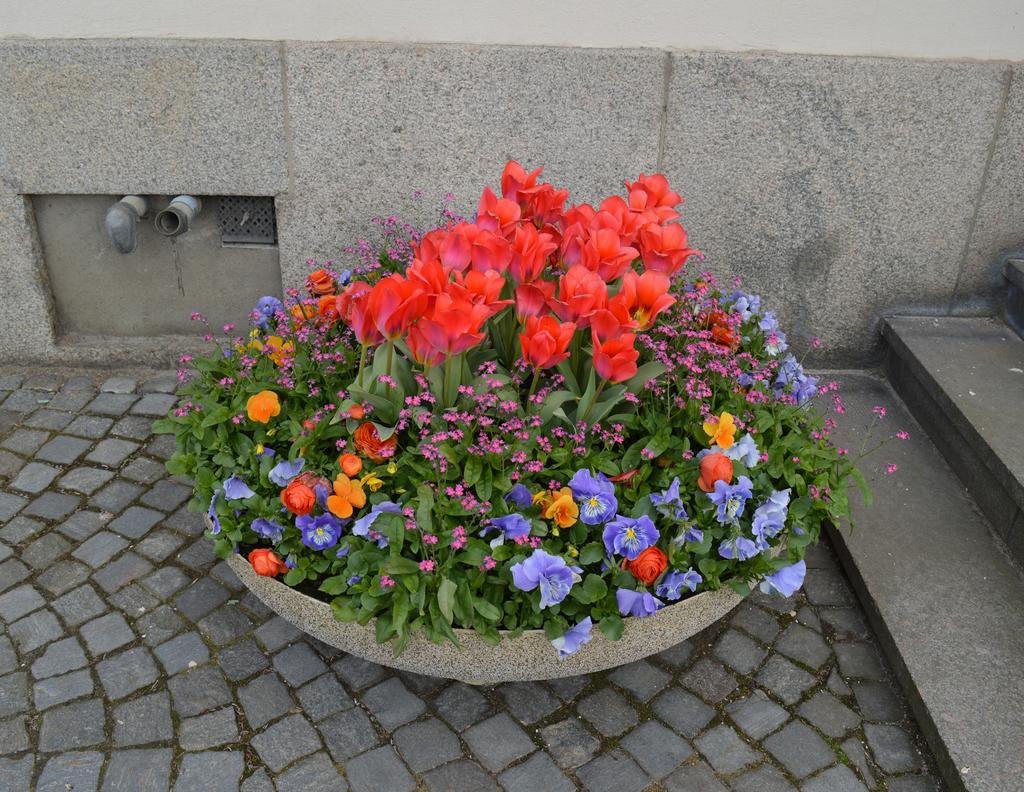 Myosotis Rosylva förgätmigej, rosa Ranunculus Rebecca Orange Shades bukettranunkel, orange Tulipa Portland