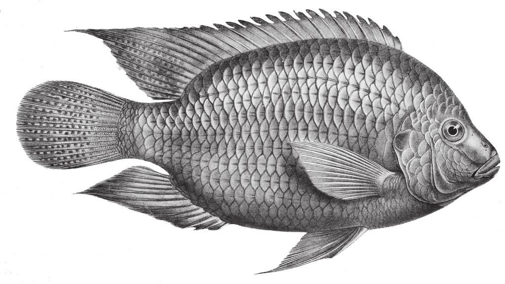 OREOCHROMIS NILOTICUS I akvaponiska