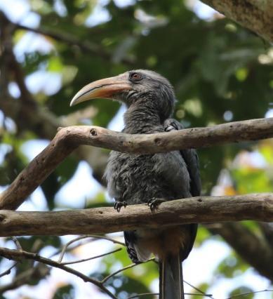 Plum-headed Parakeet (plommonhuvad parkit), Jungle Owlet (indisk sparvuggla), Spotted Dove