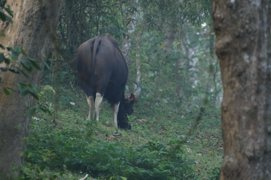 Den 2 februari startade med tidig morgon, lite kaffe på rummet medan vi packade, och sedan bar det av mot Periyar National Park.