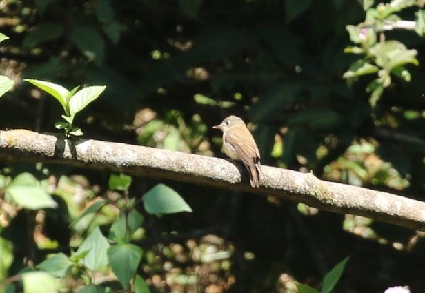 Förutom flera småfåglar som Pied Bushchat ( svart buskskvätta), Grey-headed