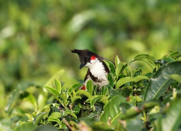 (orientshama), Chestnut-headed Bee-eater