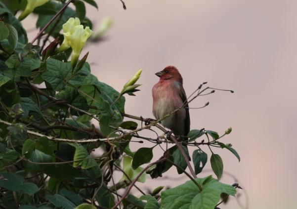 (rosenfink), och Yellow-browed Bulbul (gulgrön