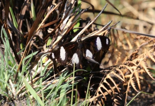 Någon fjäril hann vi också med som Great Eggfly Hypolimnas bolina.