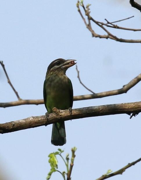 Den häftigaste var en Marumba Hawk Moth Marumba quercus.