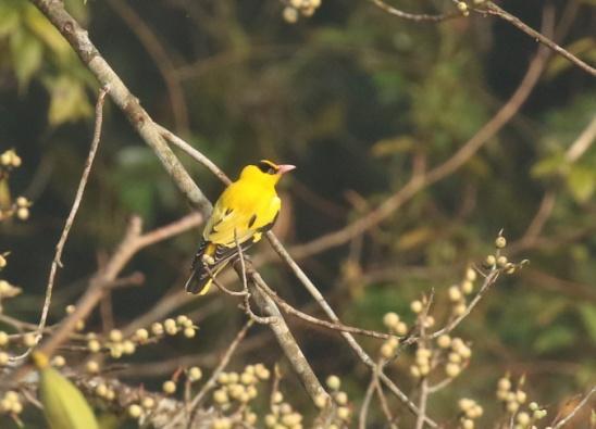 Det började med Flame-throated Bulbul (gahtsbulbyl), Grey-fronted Green Pigeon