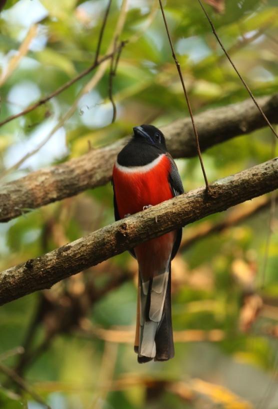 Vi hann bara en liten bit in i skogen så upptäcktes en Malabar Trogon (ghatstrogon).