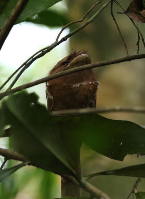 Crimson-backed Sunbird (ghatsolfågel).