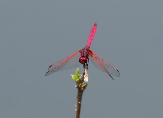 Bluewing Dragonfly (Rhyothemis triangularis) och Trumpet Tail