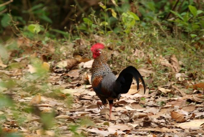 Nu fick vi se hönsfåglar som Red Spurfowl (röd sporrhöna) och Grey Junglefowl (grå djungelhöna).