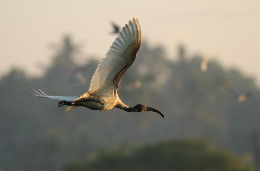 reef heron (revhäger) och många andra.