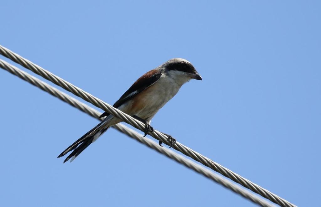 men den kanske mest spännande var Bay-backed Shrike (indisk törnskata). Vår guide Christer blev i varje fall väldigt glad över detta fynd. Han hade bara sett den snabbt en gång på en tidigare resa.