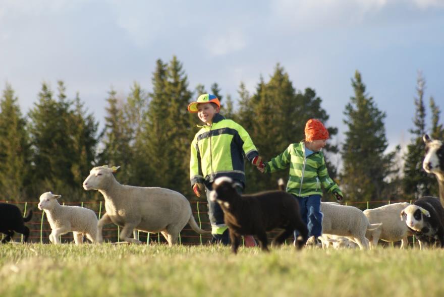 Speciellt för jämtlandsfåren De får många lamm Växer inte jättefort, ullen kräver näring Passar jättebra som betesdjur då det lätt