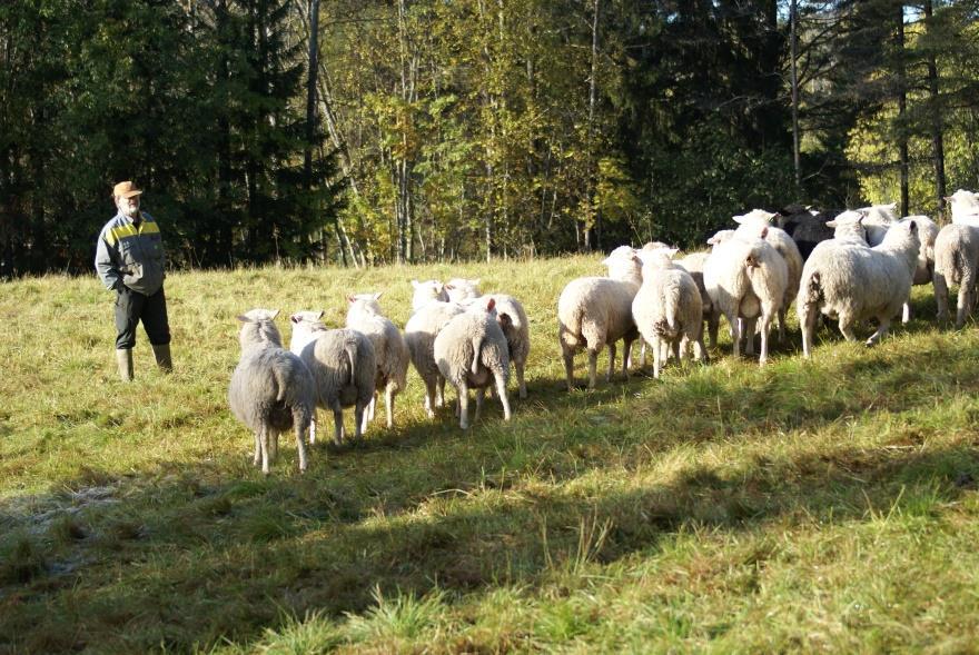 Norrbro fårgård, Kälarne Äger 2 hektar betesmark Har 60 jämtlandsfår, 200