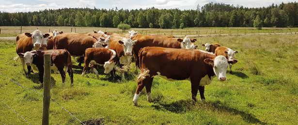 Ursprung Hereford är en mycket gammal, härdig köttras som har sitt ursprung i grevskapet Herefordshire i England och är en av de mest populära köttraserna i världen.