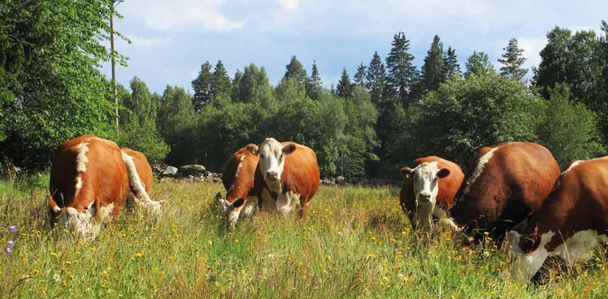 Foder Hereford är inte kräsna betare och är därför särskilt lämpliga som naturvårdare. Ingen ras har lägre övervintringskostnad än hereford. Rasen är mycket lättfödd. De växer bra på enbart grovfoder.