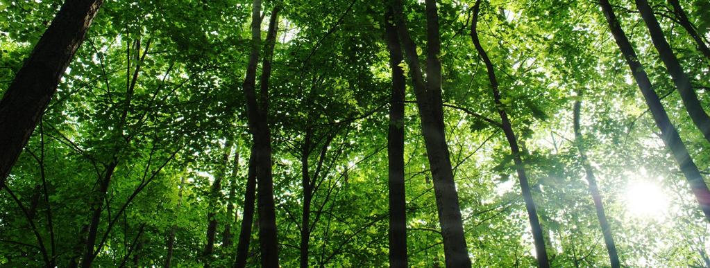 Grön tillväxt skog. Efterfrågan på träkompositer och fiberbaserade material ökar globalt tack vare materialens låga vikt, höga hållfasthet och hållbarhet.