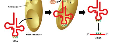 Translationen stegvis Totalreaktionen för aktivering och koppling av aminosyra till trna: Aminosyra + ATP + trna aminoacyl-trna+ AMP + PP i Både aktivering och koppling