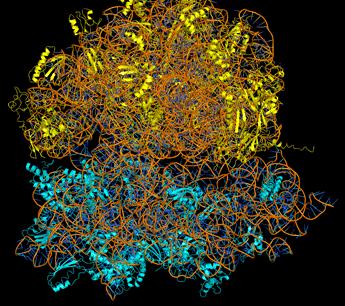 RNA: Trehuvudtyper: Snabb repetition - RNA molekylerna trna transfer RNA Hämtaraminosyrai cytosolenoch transporterar den till ribosomen rrna ribosomalt RNA Stora RNA molekyler