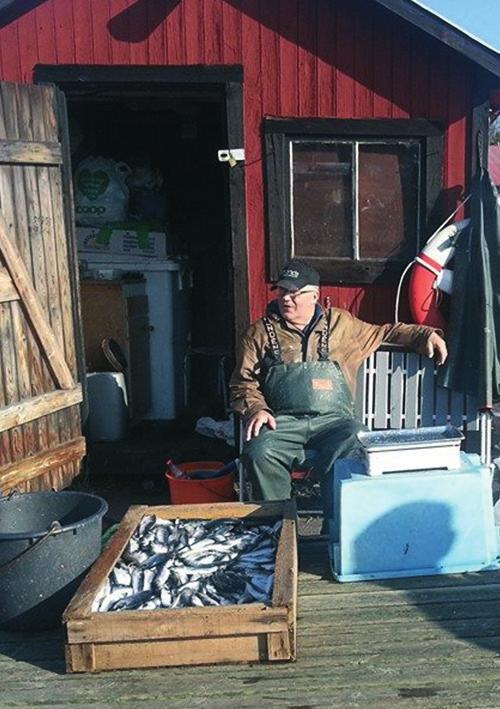Färsk fisk finns efter tillgång. Sune Johansson, fiskare i Nävekvarn SUNE FISKARE In the summer I sell fish by the boathouse in the marina.