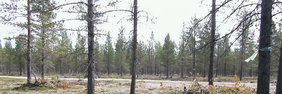 Skogsbilvägen ses i bakgrunden.