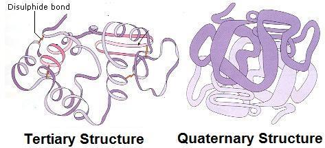 Tertiär strukturen