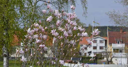 Rosa manolia i Uddparken byarna finns måna mindre områden med bebyelsestråk som till största delen utörs av äldre bersmansbyar eller fritidsområden som byts ut från 1940- talet och framåt.