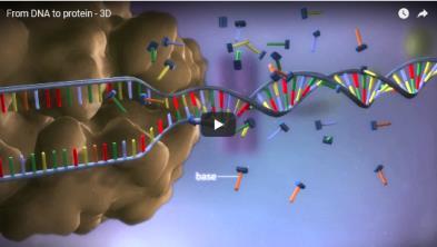 Proteinsyntesen hur proteinerna tillverkas Den här uppgiften gör du för att lära mer om hur din kropps proteiner byggs upp av de aminosyror vi äter. Informationen finns i generna i cellkärnan.