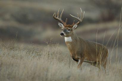 Finland Whitetail /