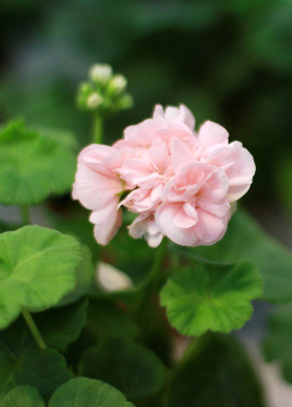 Idag är pelargoner något som alla gillar och det är växter som passar i de flesta miljöer, från gammaldags hem till ultramoderna och avskalade.