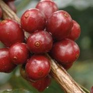 CERTIFIERINGAR INTERNATIONELLA OCH NATIONELLA MÄRKEN FAIRTRADE är en oberoende produktmärkning som skapar förutsättningar för odlare och anställda att förbättra sina arbets- och levnadsvillkor.