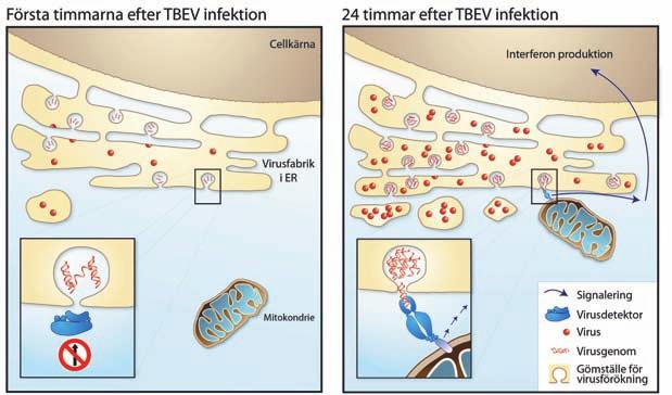 TBE:S VIRUSFABRIKER I ER Figur 3. TBEV inducerar virusfabriker med vesiklar i ER som används för replikation av virus-rna.