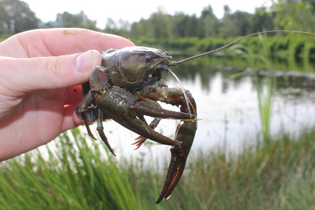 Flodkräftutsättningar Utsättningar i nya vatten och förstärkningsutsättningar i befintliga vatten av flodkräfta kan vara ett bra sätt att gynna den starkt hotade flodkräftan.