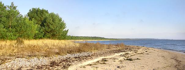 Sammanlagt är det 64 hektar med nästan 2 kilometer lång sandstrand. På promenaden i en strandskog är det ingen ovanlig syn att stöta på en kalkstensrauk bland tallarna.