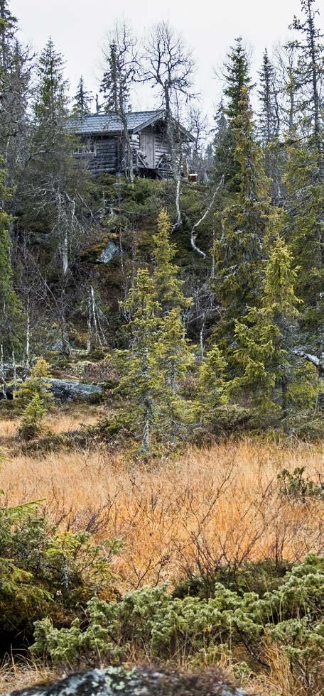 Kojan på Lejonklippan har ett häftigt läge. Nöjda! Nu styr vi stegen mot kojan igen innan det blir helt mörkt. då skogen är tät här, blandad av gran och tall.