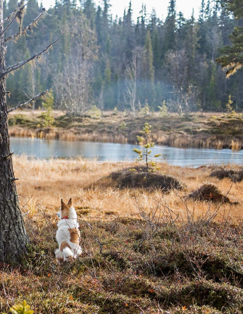 Täta skall i urskogen Det pirrar lite extra i jaktnerven när