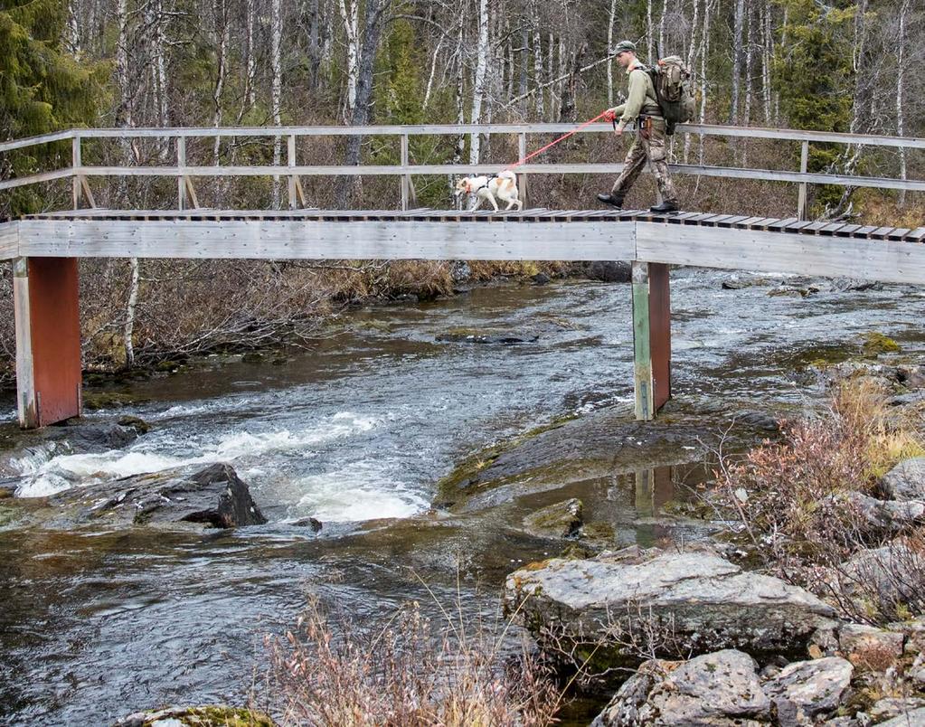 På en ås dundrar det av tjädervingar, sedan blir det tyst i en halv minut innan skallet kommer Jag säger inte emot men kolla där uppe till höger, den där hade vi kunnat vara utan just nu, säger jag