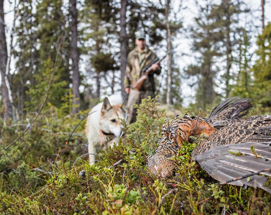 set från en fors. Det går kanske två minuter sedan tystnar skallet, och bara en kvart senare upprepas scenariot och vi börjar att utröna en tendens.