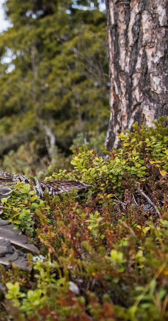 Jagar helst: Fågel med trädskällare och ripjakt med kulvapen vintertid. Drömjakten: Alaska, mest för att få uppleva naturen.