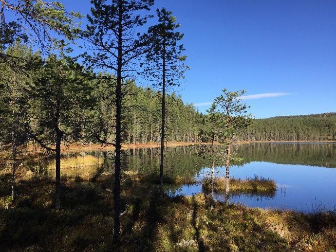 Enligt inventeringen omfattar skogsmarken ca 16,2 ha med ett uppskattat virkesförråd om 1 867 m3sk varav hela volymen är skog i slutavverkningsbar ålder, huggningsklass S1.