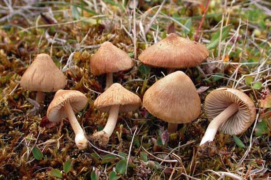 Inocybe phaeocystidiosa Syn. I. salicis-herbaceae Inocybe phaeocystidiosa. Svalbard, Endalen (EL79-09). Foto Ellen Larsson Beskrivning: Klocklik gulbrun hatt, fot pruinös och med basal distinkt bulb.