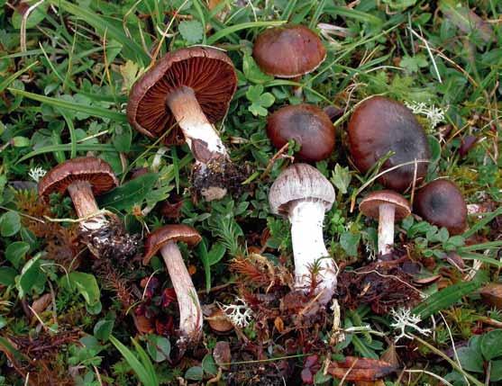 Cortinarius subtorvus (dryasspindling) Cortinarius subtorvus (dryasspindling). Sverige, Abiskofjällen (EL67-07). Foto Ellen Larsson.