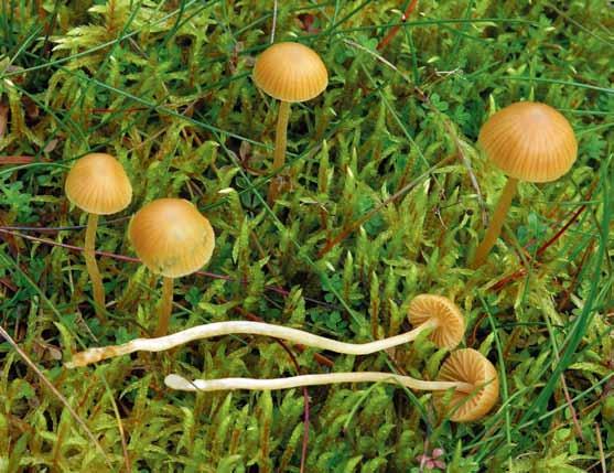 Galerina clavata (blekfotad hätting) Galerina clavata (blekfotad hätting). Foto Jan Vesterholt.