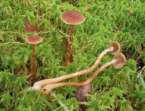 Galerina paludosa (trådkärrhätting) Galerina paludosa (trådkärrhätting). Foto Jan Vesterholt. Beskrivning: Hatt 1 2,8 cm, brett kägelformad, efterhand välvd med tydlig puckel.