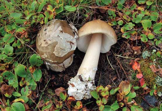 Amanita groenlandica (grönländsk kamskivling) Amanita groenlandica (grönländsk kamskivling). Sverige, Abiskofjällen (EL156-13). Foto Ellen Larsson.