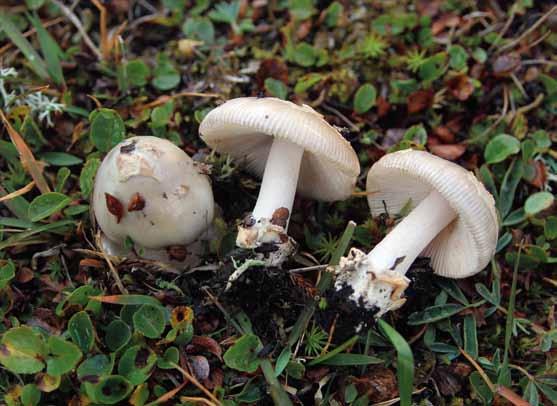 Amanita nivalis (snökamskivling) Amanita nivalis (snökamskivling). Sverige, Abiskofjällen (EL108-13). Foto Ellen Larsson.