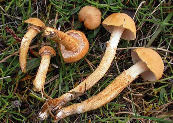 Grynskivlingar (MJ) Arter av grynskivlingar (Cystoderma och Cystodermella) förekommer allmänt i skogslandet.