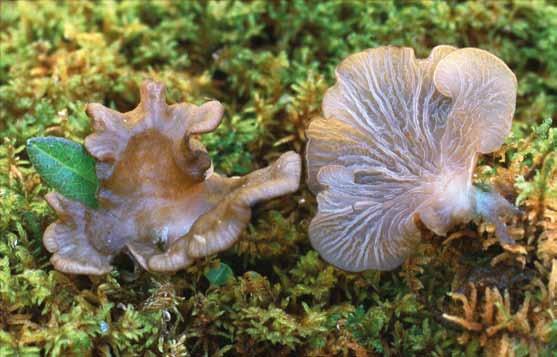 Arrhenia lobata (kärrkantarell) Arrhenia lobata (kärrkantarell). Norge, Oppland (MJ 5185). Foto Jörgen Jeppson.